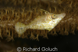 Slender Filefish Juvenile-Canon 5D 100 mm macro no cropping by Richard Goluch 